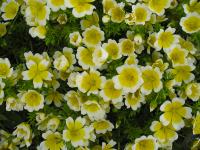 The Poached Egg Flower (Limnanthes douglasii)