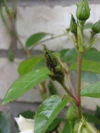Aphids on a rose bud