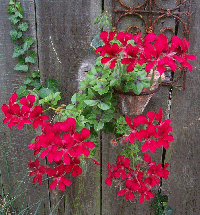 Geranium or Pelargonium?