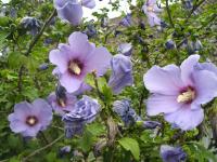 Hibiscus syriacus 'Oiseau Bleu'