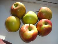 Winter Pruning of an Established Apple Tree