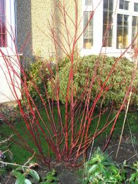 Canine Qualities: Dogwoods in Winter