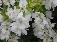 Exochorda x macrantha 'The Bride'