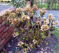 Gardening article image