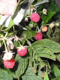 Beginners Guide to Pruning Raspberries
