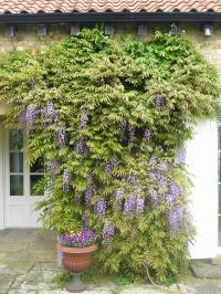 Wisteria growing up the side of a house