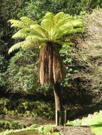 Nurturing a Dicksonia antarctica (Tree Fern)