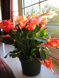 Christmas Cactus - Schlumbergera bridgesii