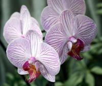 How to Grow and Care for Orchids