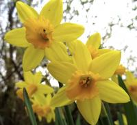 Flower Arranging Using Spring Flowers