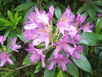 Pink Rhododendron Flower