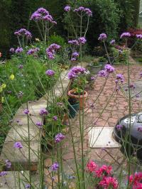 Verbena bonariensis; Tall, Slim and Attractive