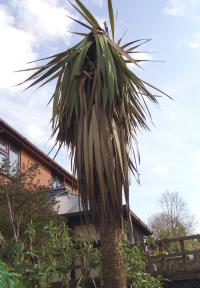 Dead Cabbage Palm