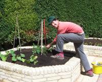 Brick vegetable beds