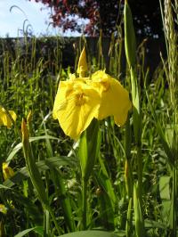 Beat the Bindweed!