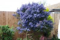 Ceanothus