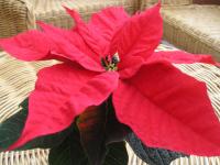 Poinsettia 