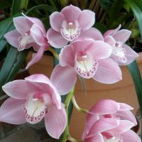 How to Care for Cymbidium Orchids