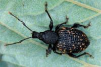 Controlling Vine Weevils