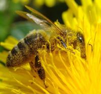 Bee in a flower covered in pollen