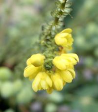 Mahonias Add Great Value to a Winter Garden