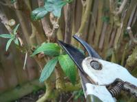 Secateurs pruning a bush