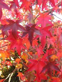 Autumn Colour from the Sweet Gum Tree