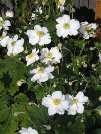 Anemone x japonica 'Luise Uhink'