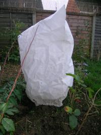 Plant covered in a fleece