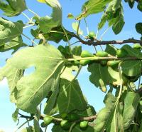 Figs on tree