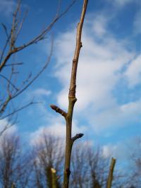 Apple tree twig