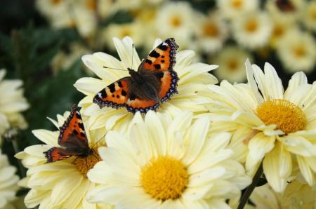 Small Tortoiseshell Butterflies (Aglais urticae)