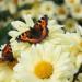 Small Tortoiseshell Butterflies (Aglais urticae)