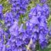 Monkshood Aconite