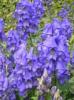 Monkshood Aconite