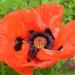 Papaver orientale 'Beauty of Livermere'