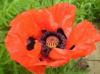 Papaver orientale 'Beauty of Livermere'