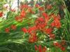 Crocosmia 'Lucifer'