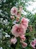 Alcea (Hollyhock) #2