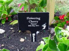 Laser engraved plant label