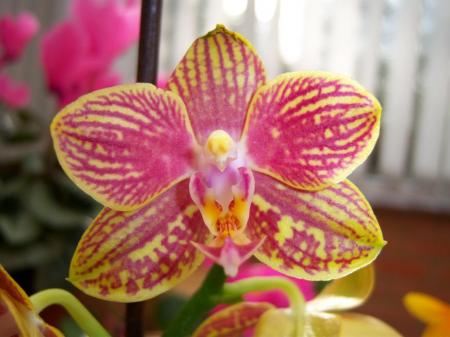 Common Phalaenopsis Orchid