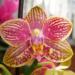 Common Phalaenopsis Orchid