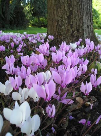 Cyclamen hederfolium