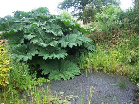 Gunnera in the Bog Garden, National Botanic Gardens of Wales