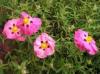 Cistus x purpureus