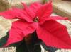 Poinsettia