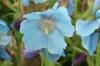 Meconopsis x sheldonii