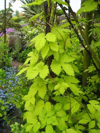 Humulus lupulus 'Aureus'