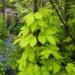 Humulus lupulus 'Aureus'