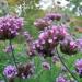 Verbena bonariensis